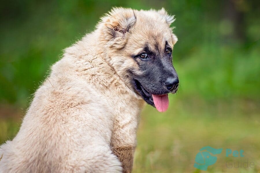 Шея и спина собаки алабая Шея и спина собаки алабая