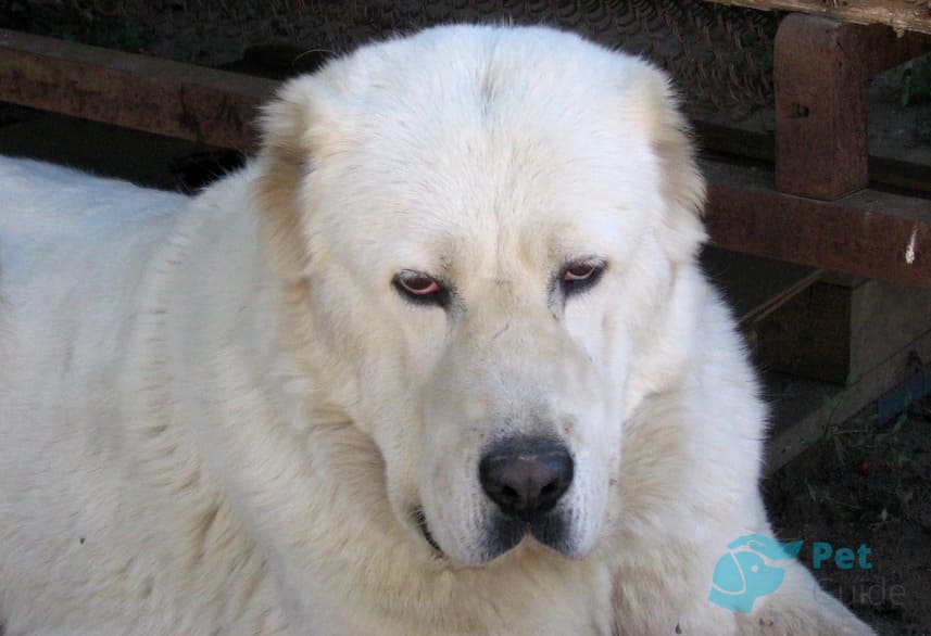 Уши и глаза алабая Уши и глаза алабая