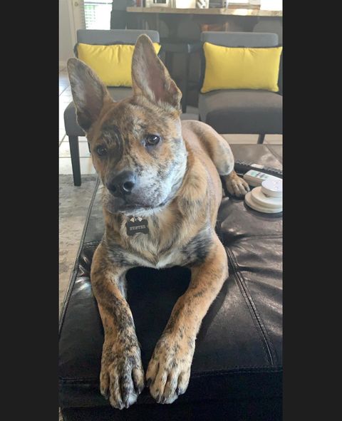 Виды собак породы Питбуль