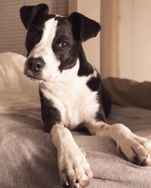 Виды собак породы Питбуль