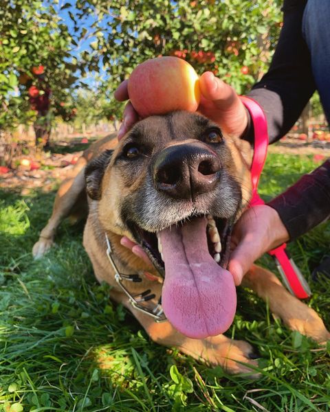 Виды собак породы Питбуль