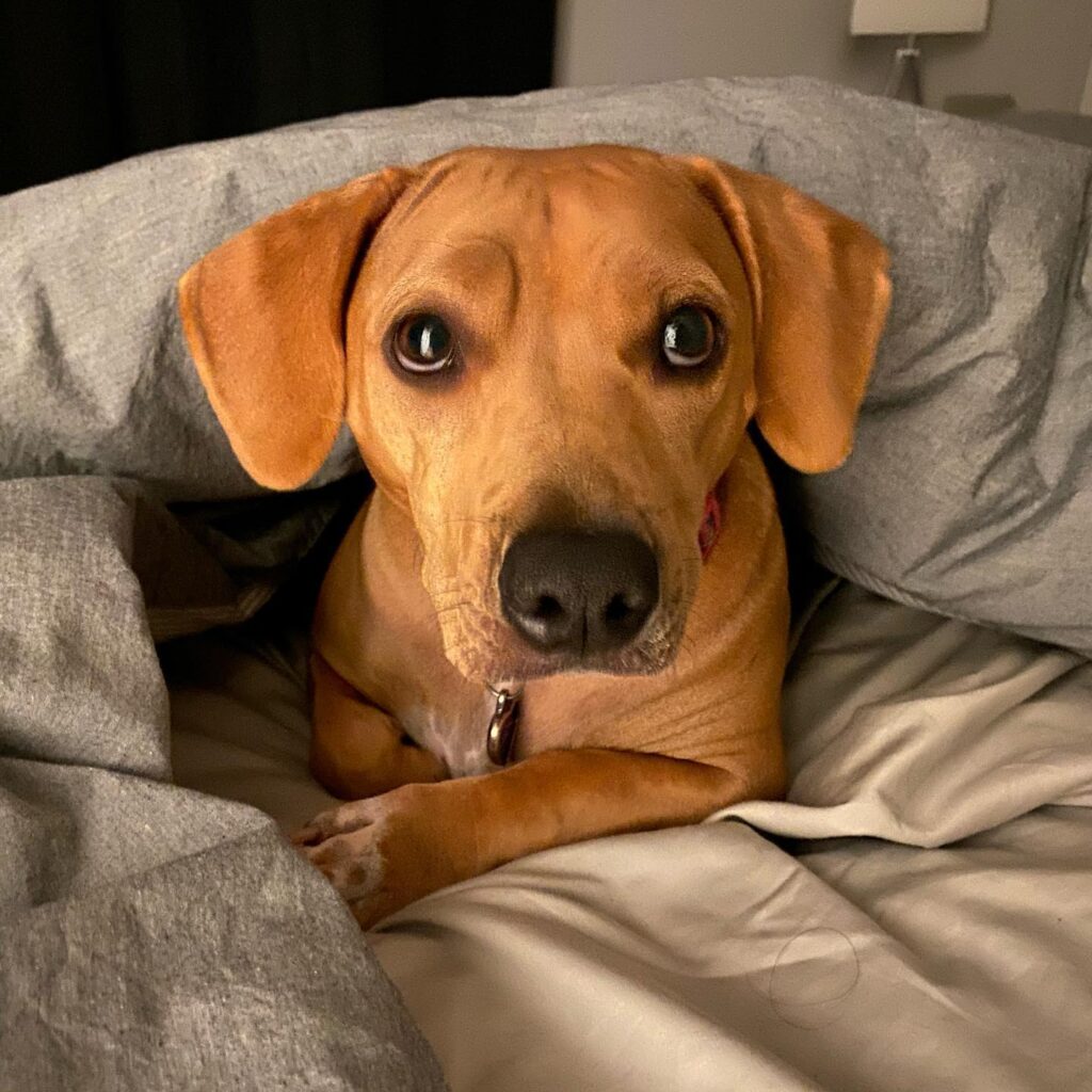 Виды собак породы Питбуль