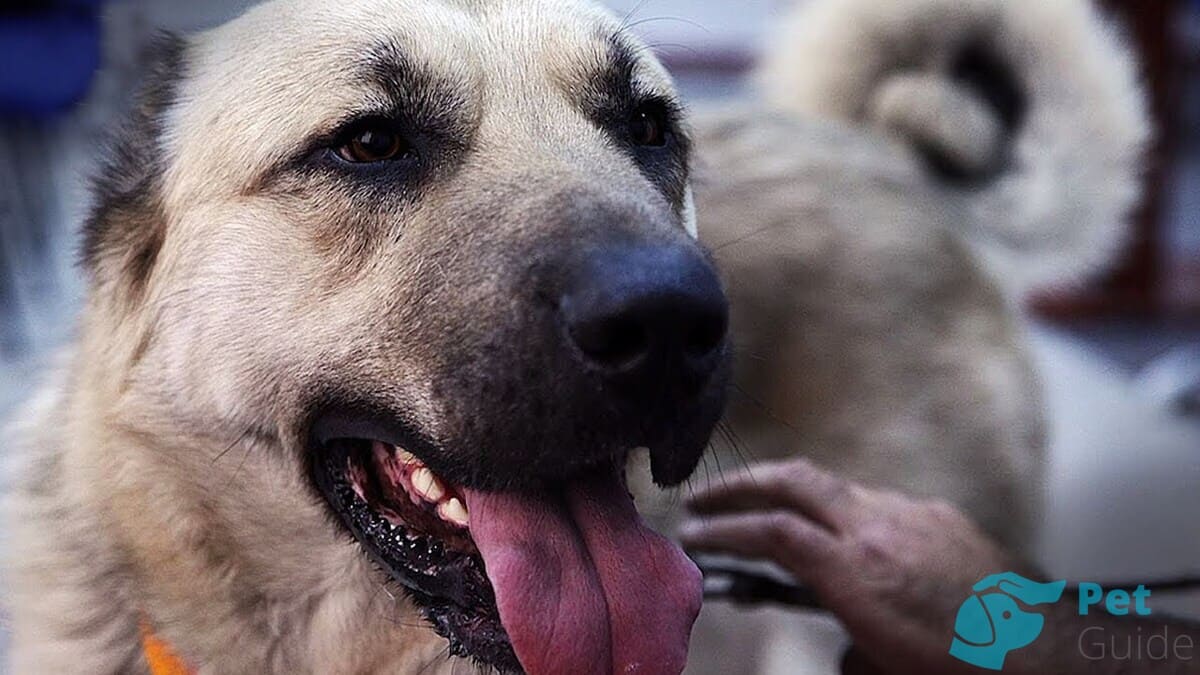 Челюсти и зубы гампра Челюсти и зубы гампра