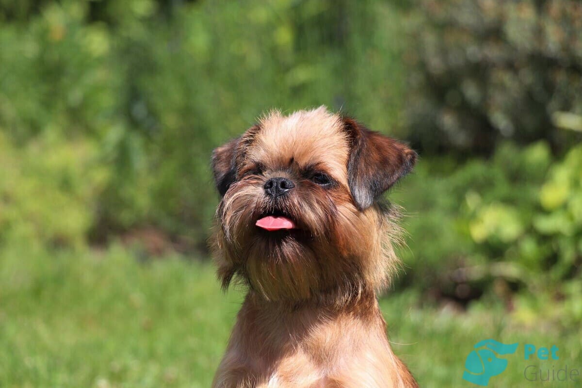 Чем кормить брюссельского гриффона? Чем кормить брюссельского гриффона?