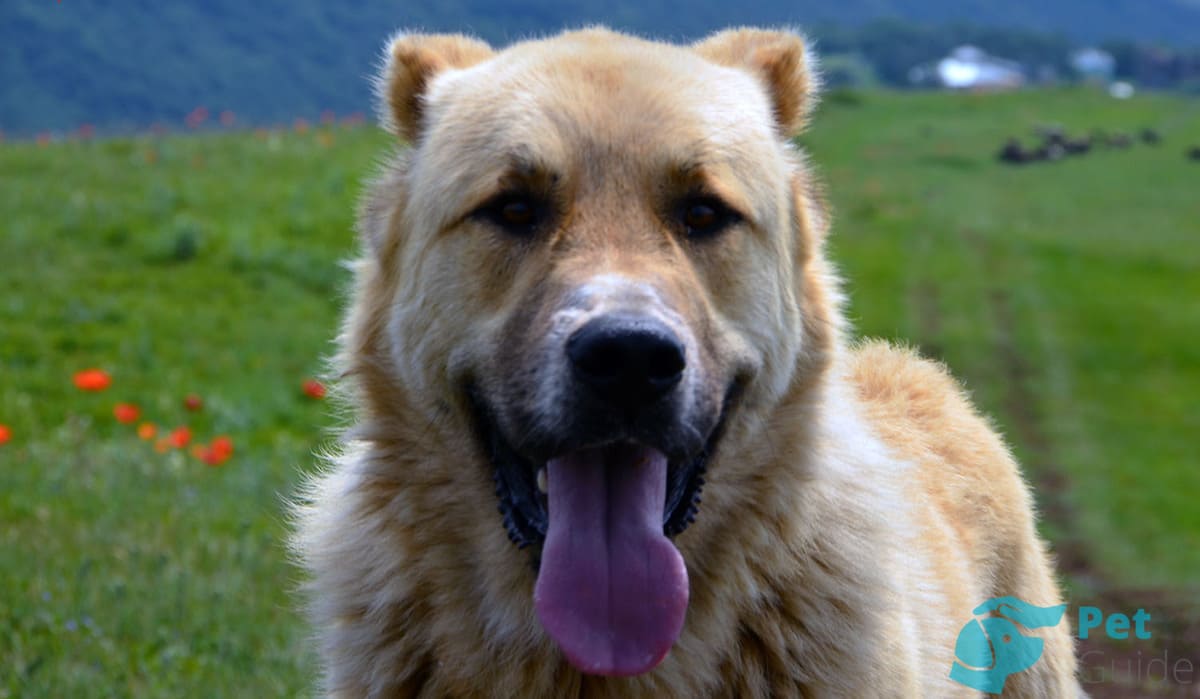 Чем кормить гампра? Чем кормить гампра?