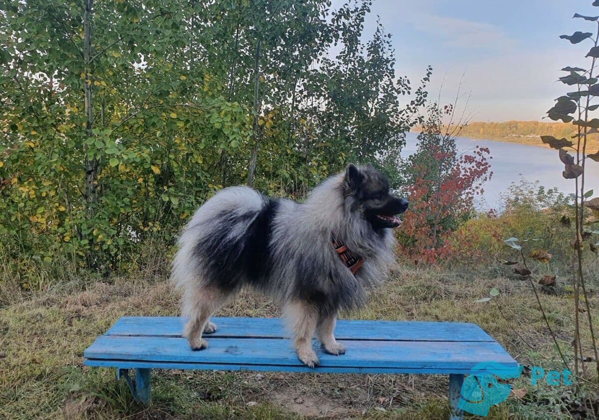 Гигиена немецкого вольфшпица Гигиена немецкого вольфшпица