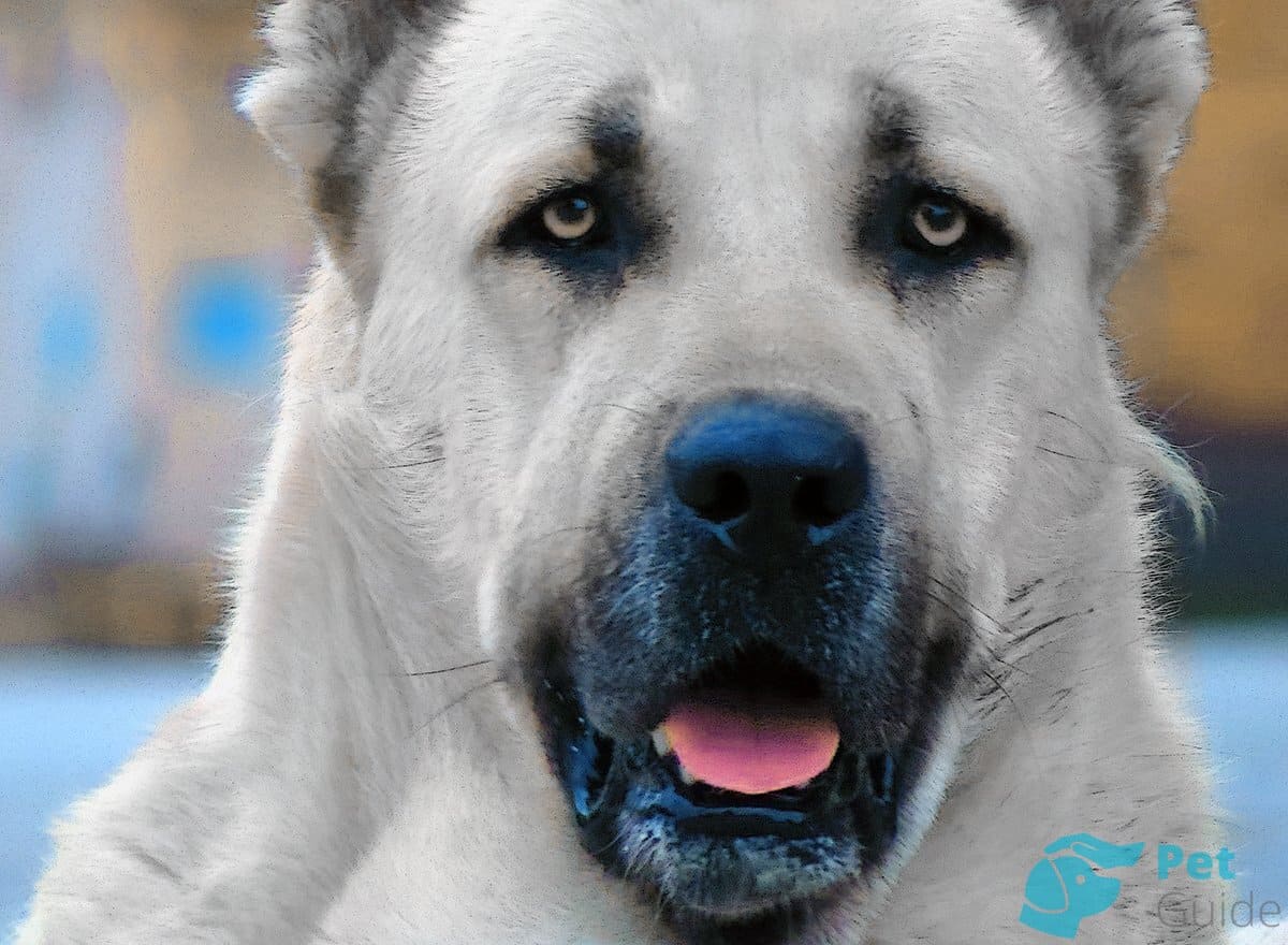 Глаза армянского волкодава Глаза армянского волкодава