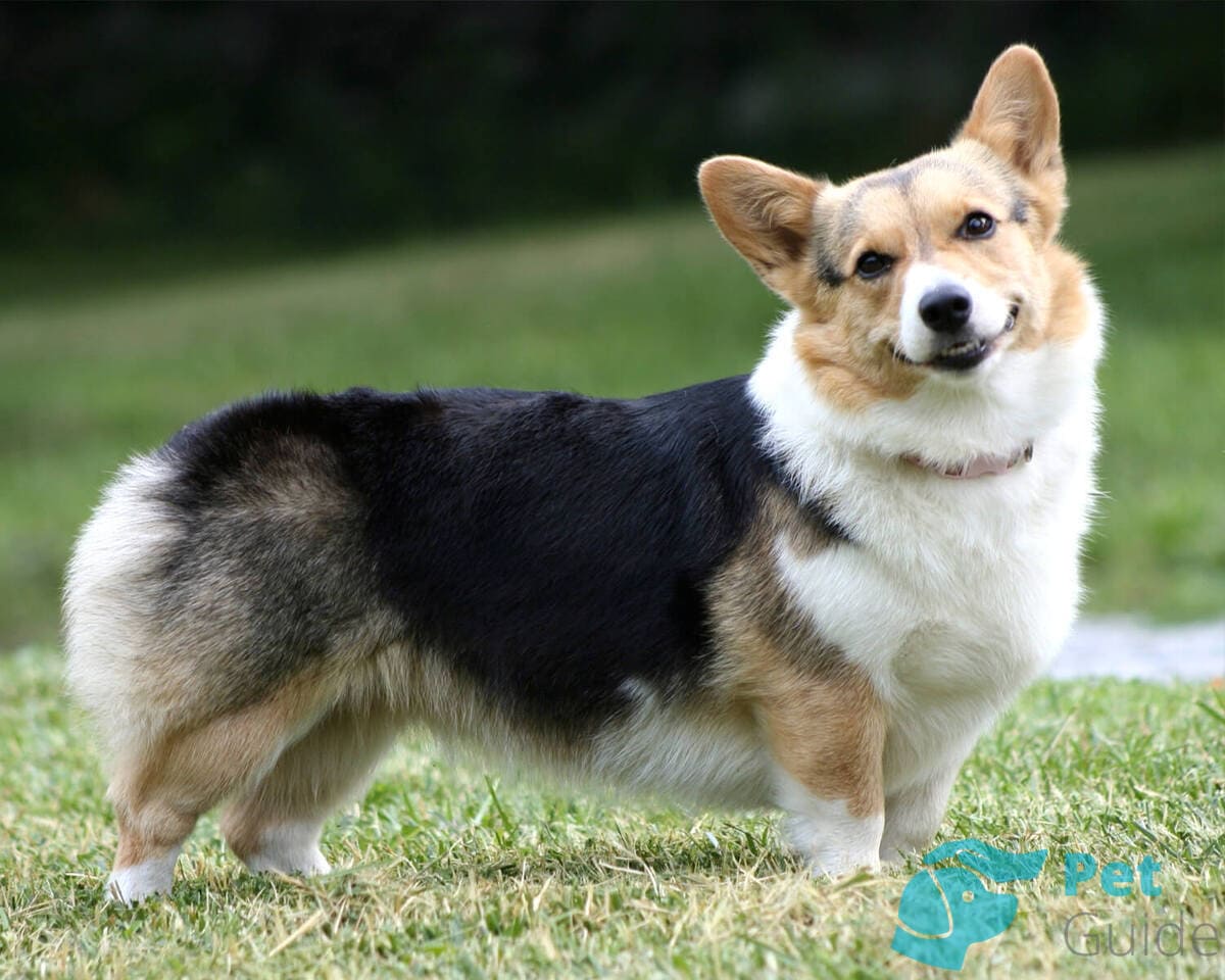 Глаза вельш-корги кардиган Глаза вельш-корги кардиган