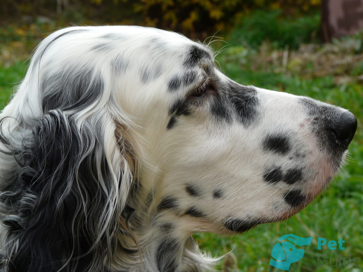 Голова английского сеттера Голова английского сеттера