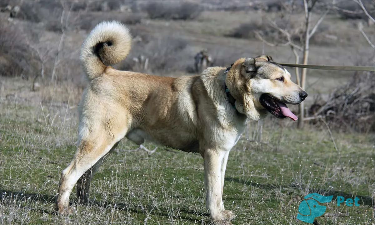 Хвост армянского волкодава Хвост армянского волкодава