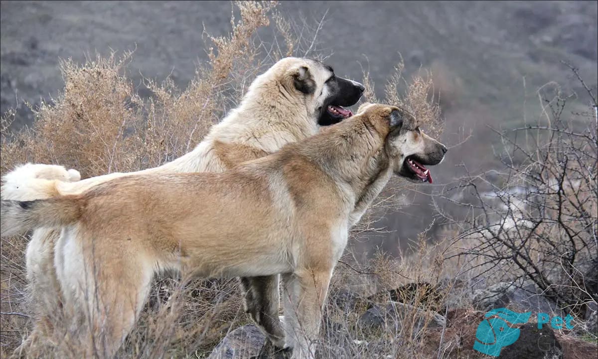 Интересные факты и особенности гампра Интересные факты и особенности гампра