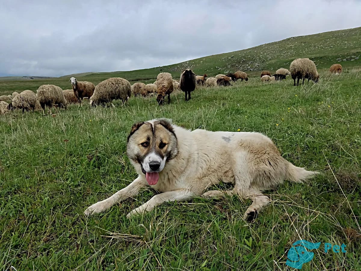 История армянского волкодава История армянского волкодава