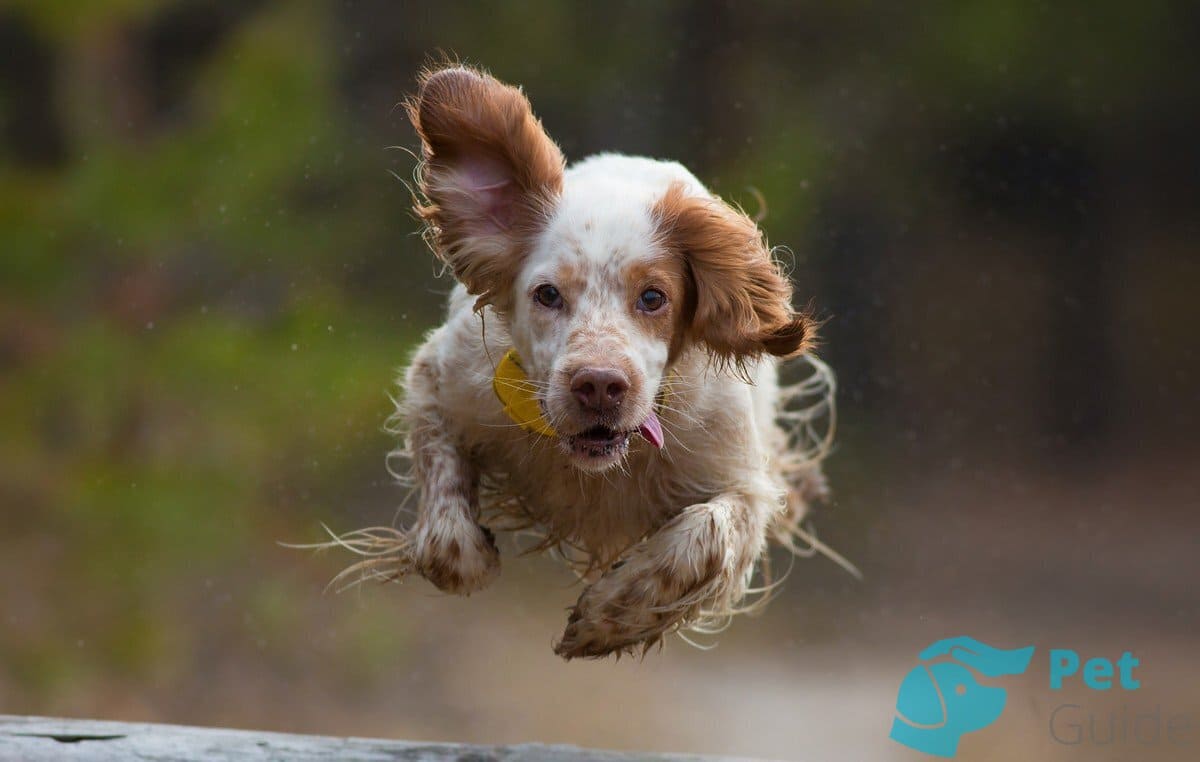 Как двигается английский сеттер? Как двигается английский сеттер?