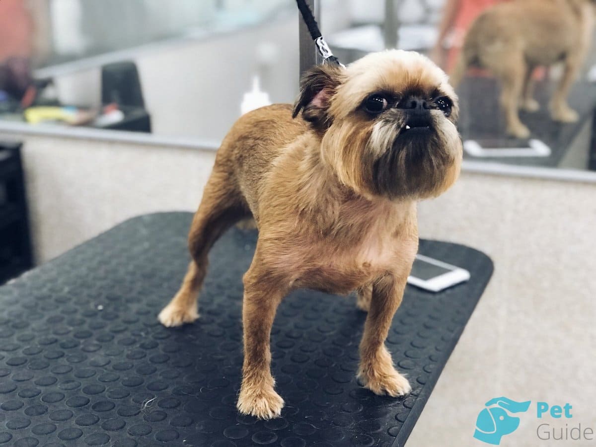 Как ухаживать за брюссельским гриффоном? Как ухаживать за брюссельским гриффоном?