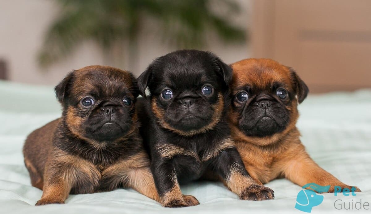 Как выбрать щенка брюссельского гриффона? Как выбрать щенка брюссельского гриффона?