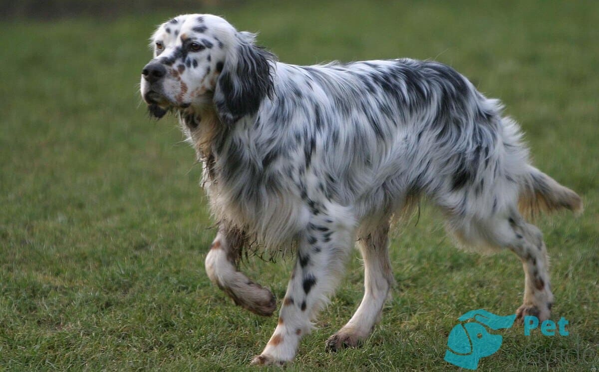 Как выглядит английский сеттер? Как выглядит английский сеттер?