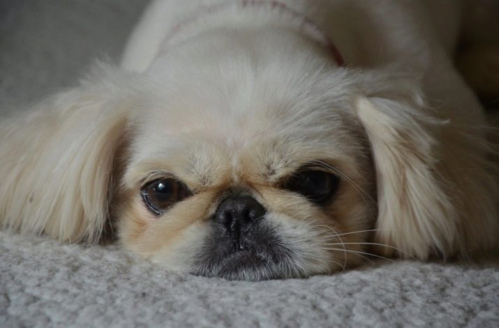 Домашний пес Домашний пес