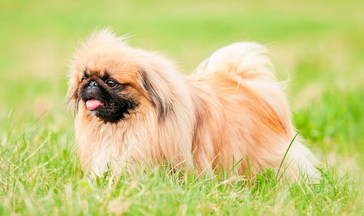 Пекинес Пекинес