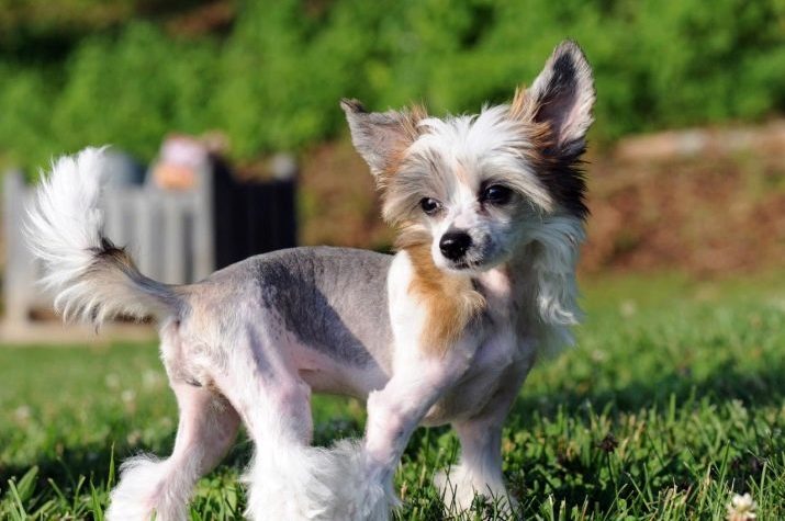 Китайская хохлатая собака Китайская хохлатая собака