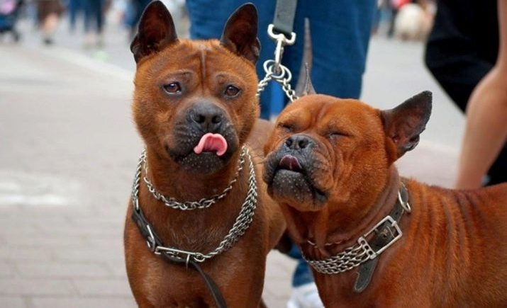 Псы на прогулке Псы на прогулке