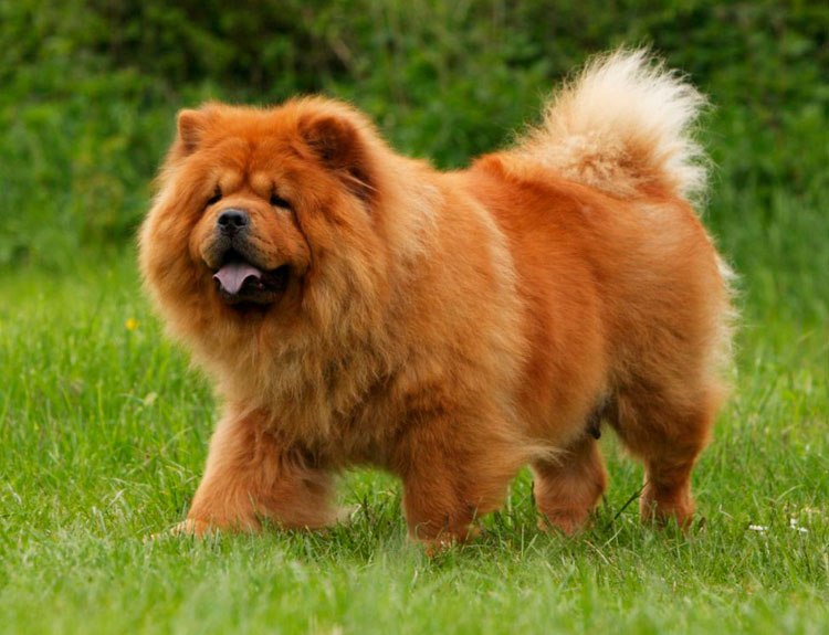 Чау-чау Чау-чау