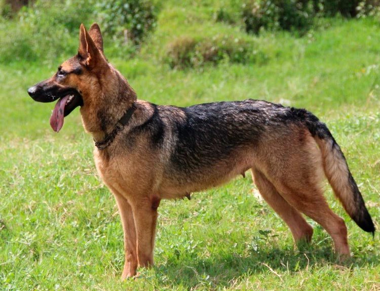 Куньминская овчарка Куньминская овчарка