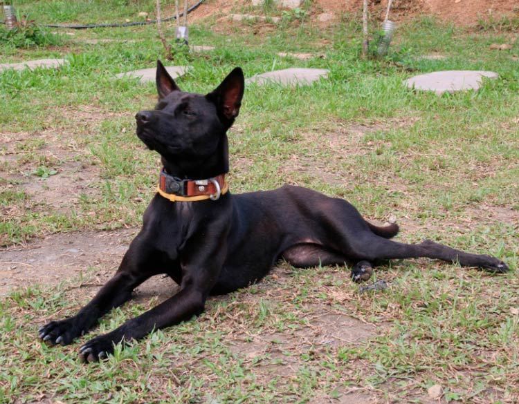 Тайваньская собака Тайваньская собака