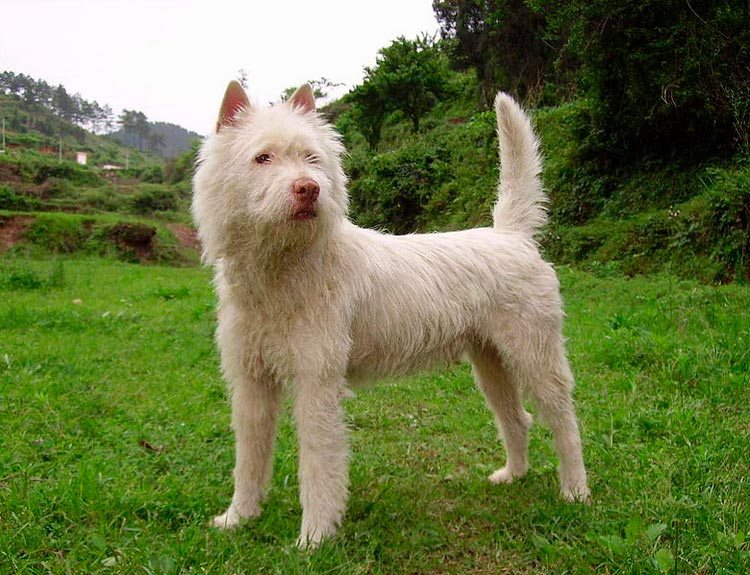 Сясы цуань Сясы цуань