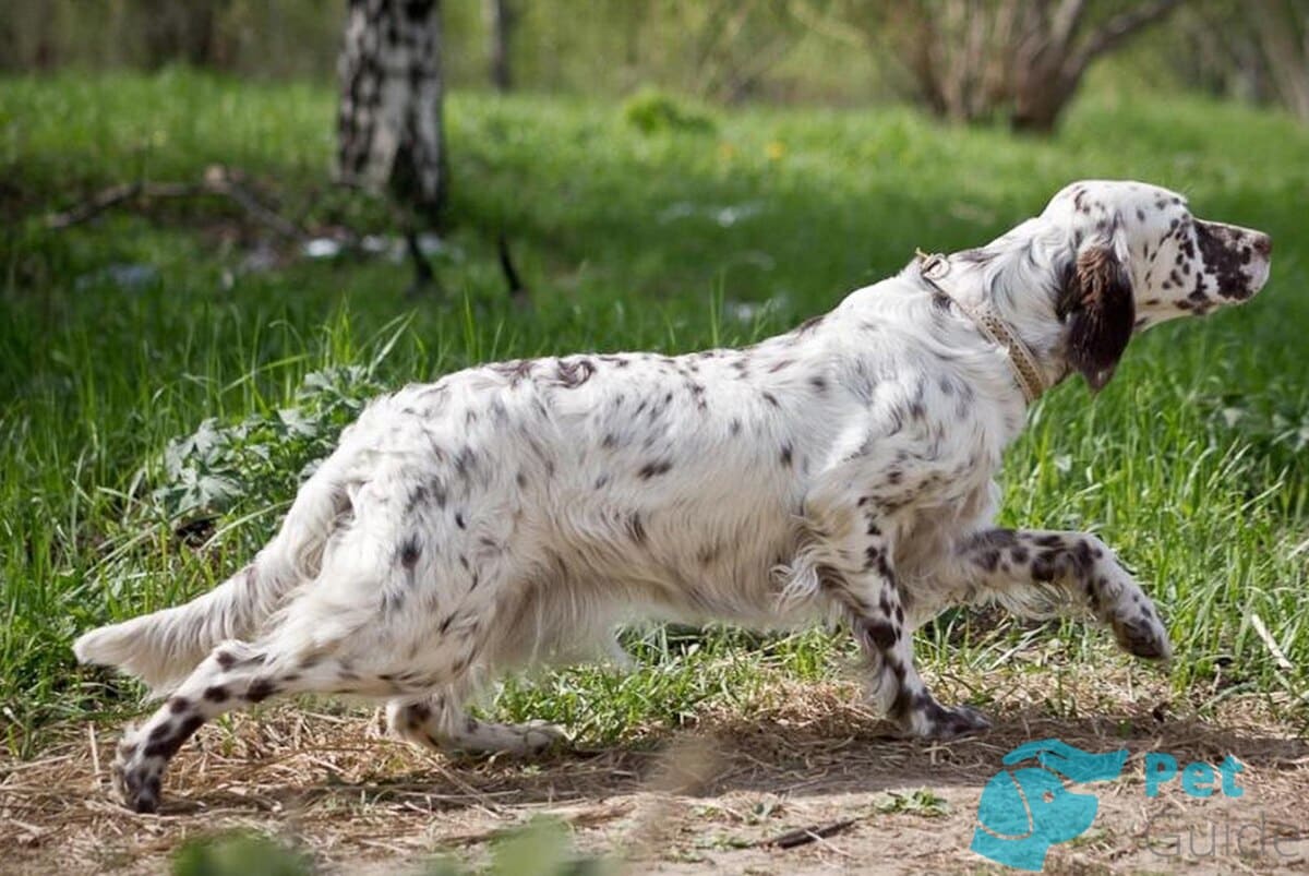 Конечности английского сеттера Конечности английского сеттера