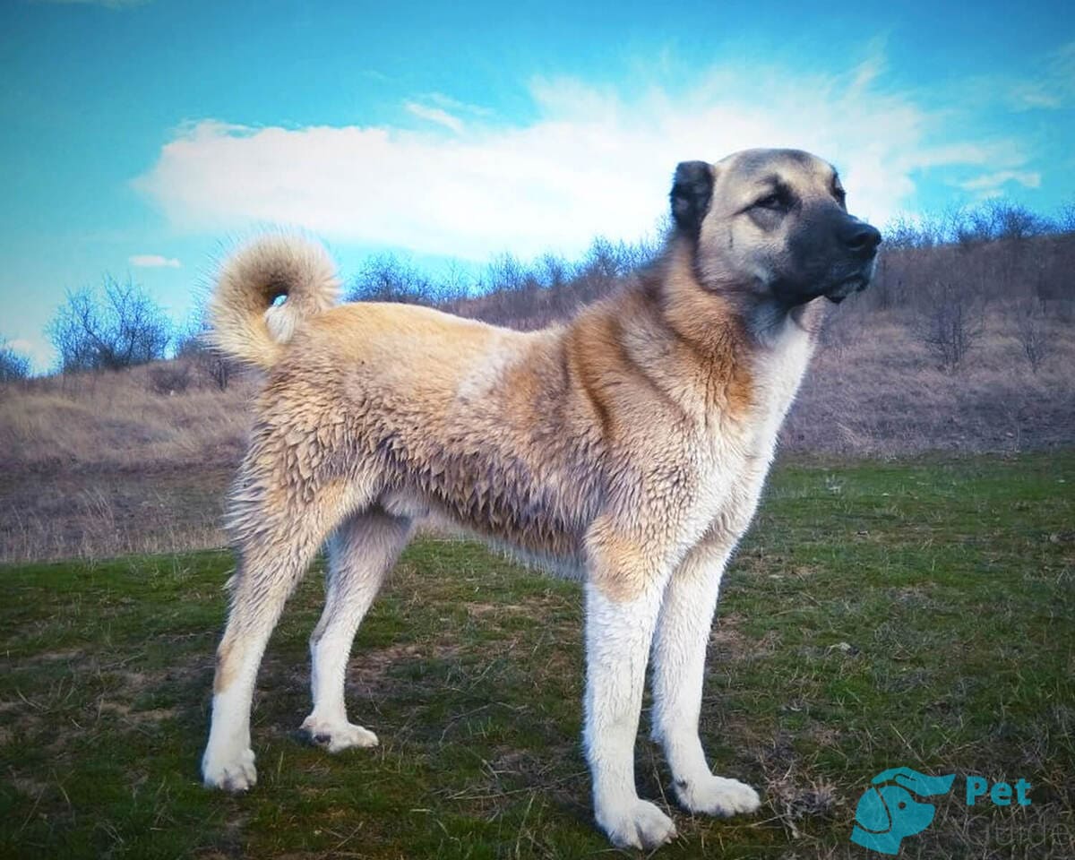 Конечности гампра Конечности гампра