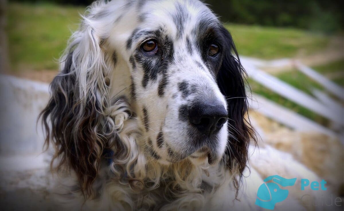Морда английского сеттера Морда английского сеттера