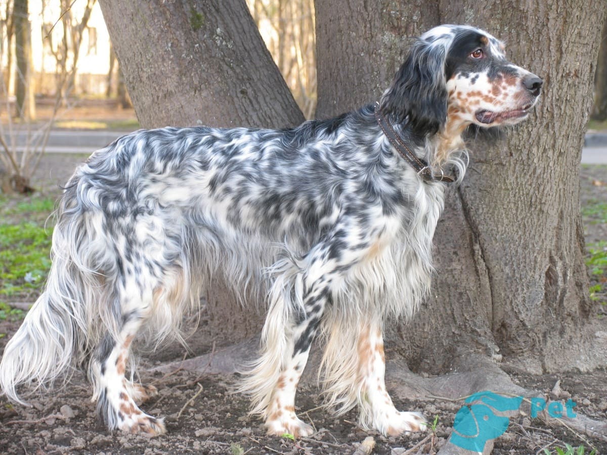 Окрас английского сеттера Окрас английского сеттера