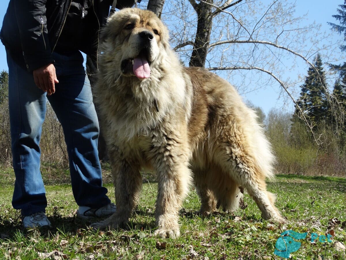 Окрас гампра Окрас гампра