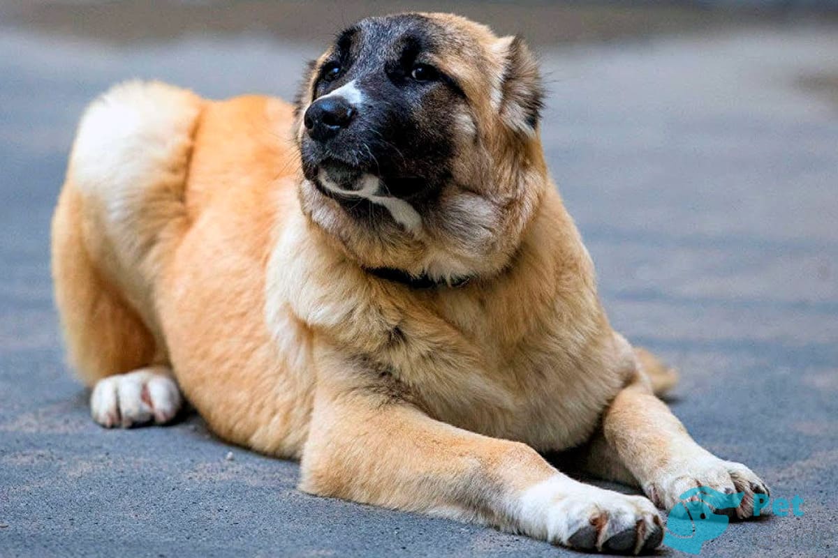 Пороки и недостатки гампра Пороки и недостатки гампра