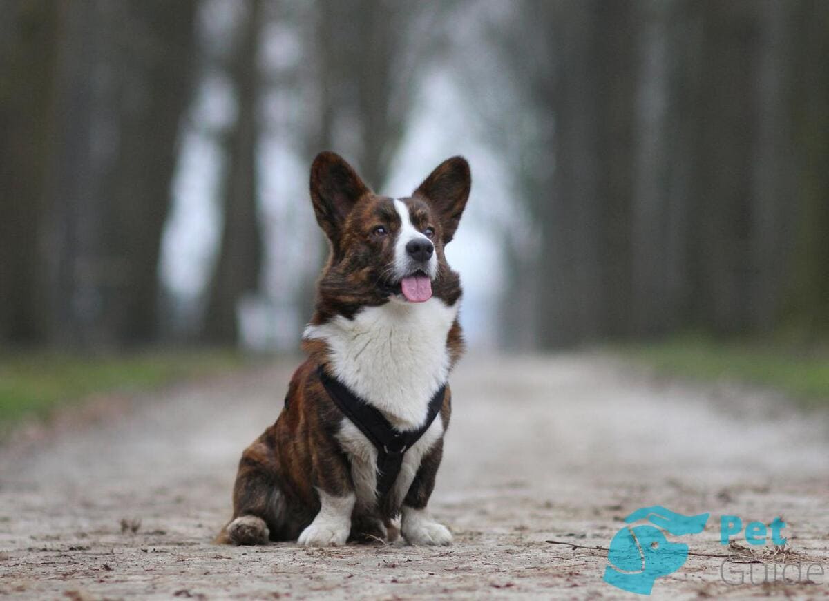 Причины дисквалификации вельш-корги кардиган Причины дисквалификации вельш-корги кардиган