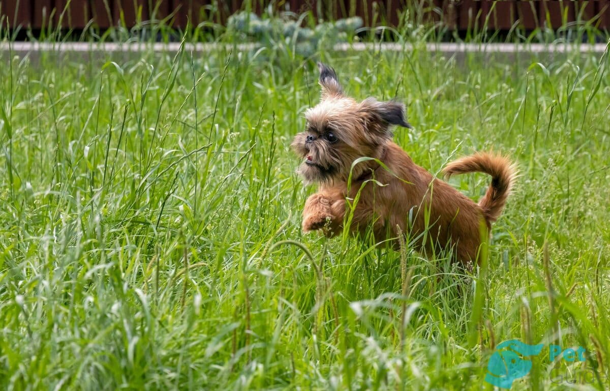Прогулки с брюссельским гриффоном Прогулки с брюссельским гриффоном