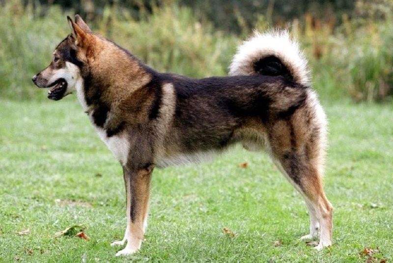 Восточно-сибирская лайка Восточно-сибирская лайка