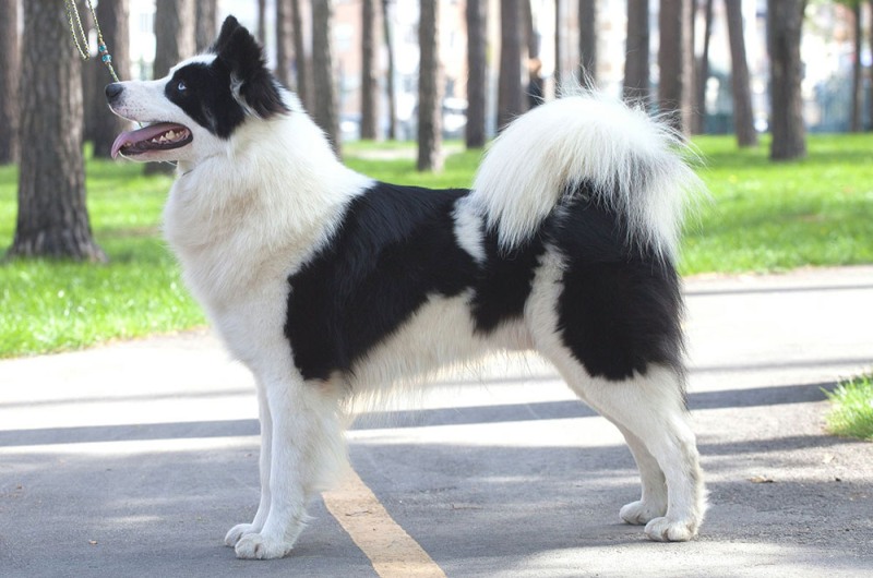 Якутская лайка Якутская лайка