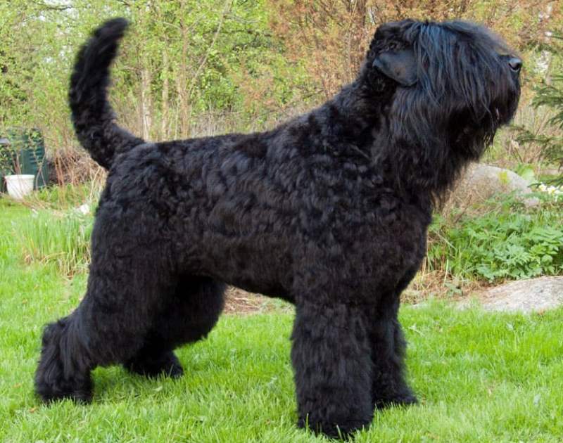 Русский черный терьер Русский черный терьер