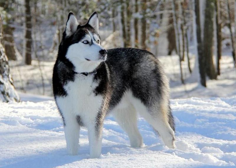 Сибирский хаски Сибирский хаски