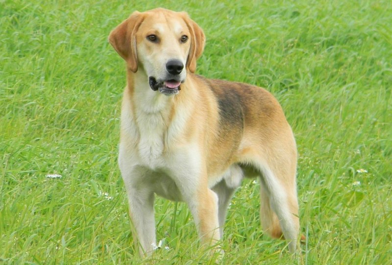 Русская пегая гончая Русская пегая гончая