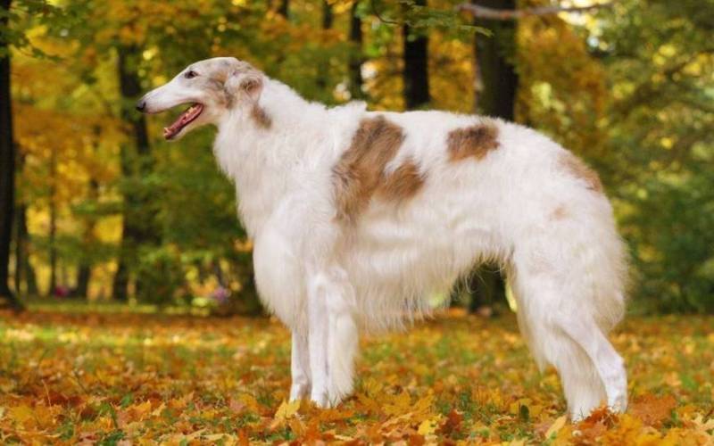 Русская псовая борзая Русская псовая борзая