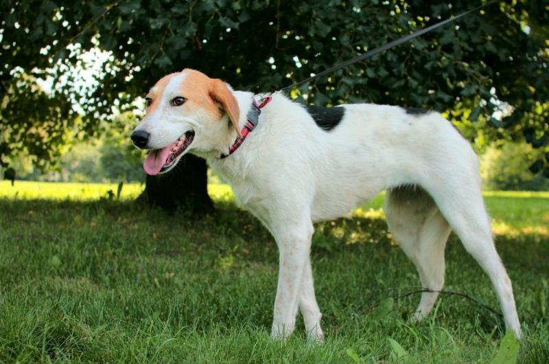 Русская гончая Русская гончая