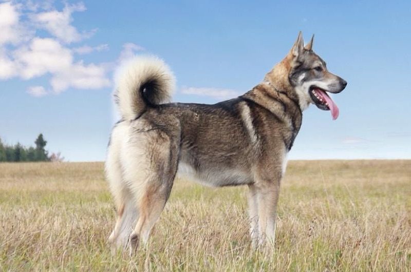 Западно-сибирская лайка Западно-сибирская лайка