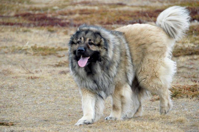 Кавказская овчарка Кавказская овчарка