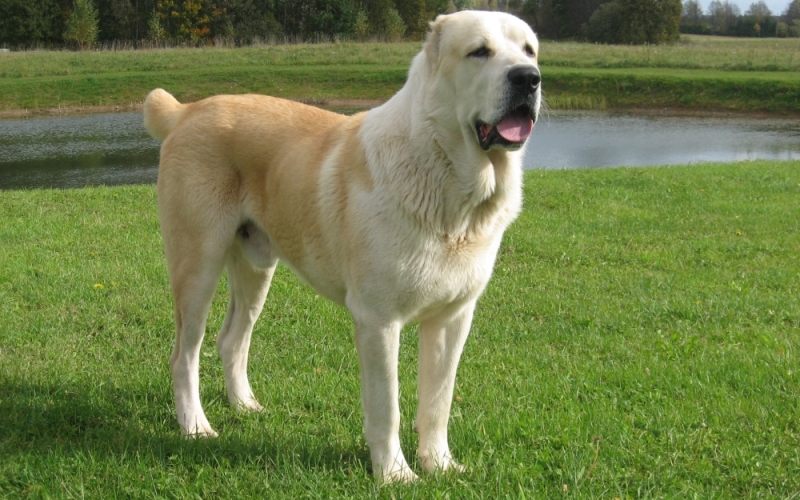 Среднеазиатская овчарка Среднеазиатская овчарка