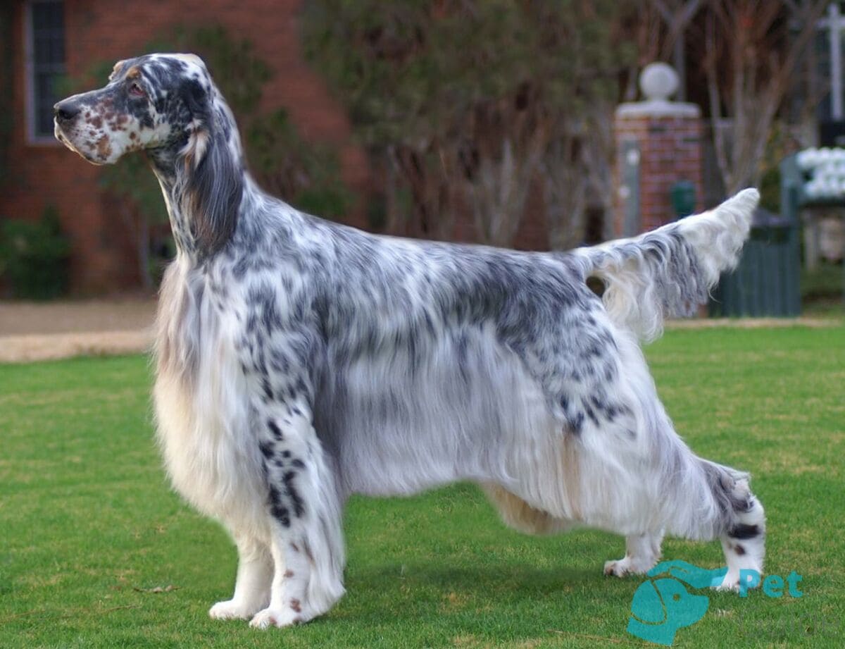 Шерсть английского сеттера Шерсть английского сеттера