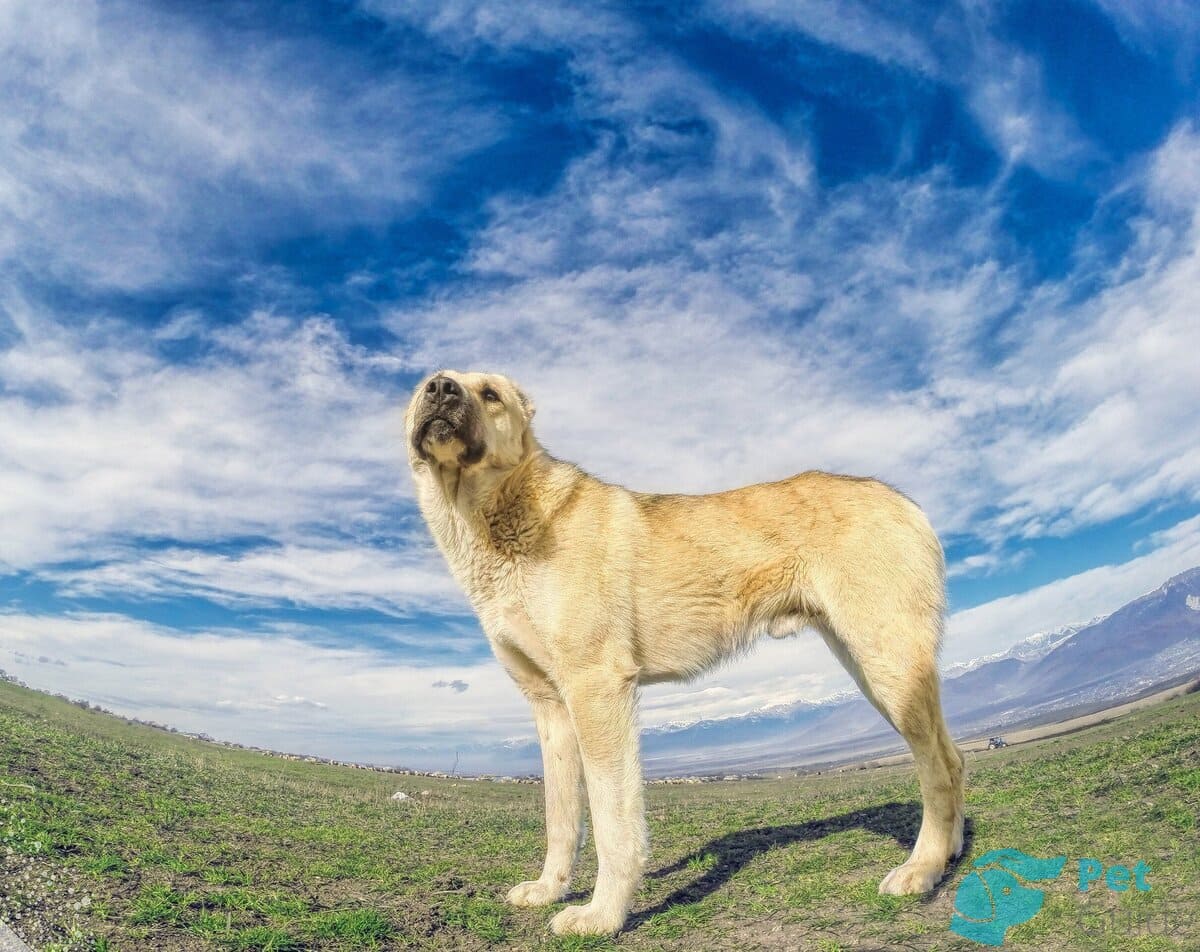 Шерсть армянского волкодава Шерсть армянского волкодава