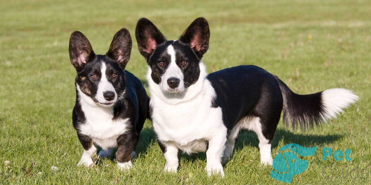 Шерсть вельш-корги кардиган Шерсть вельш-корги кардиган