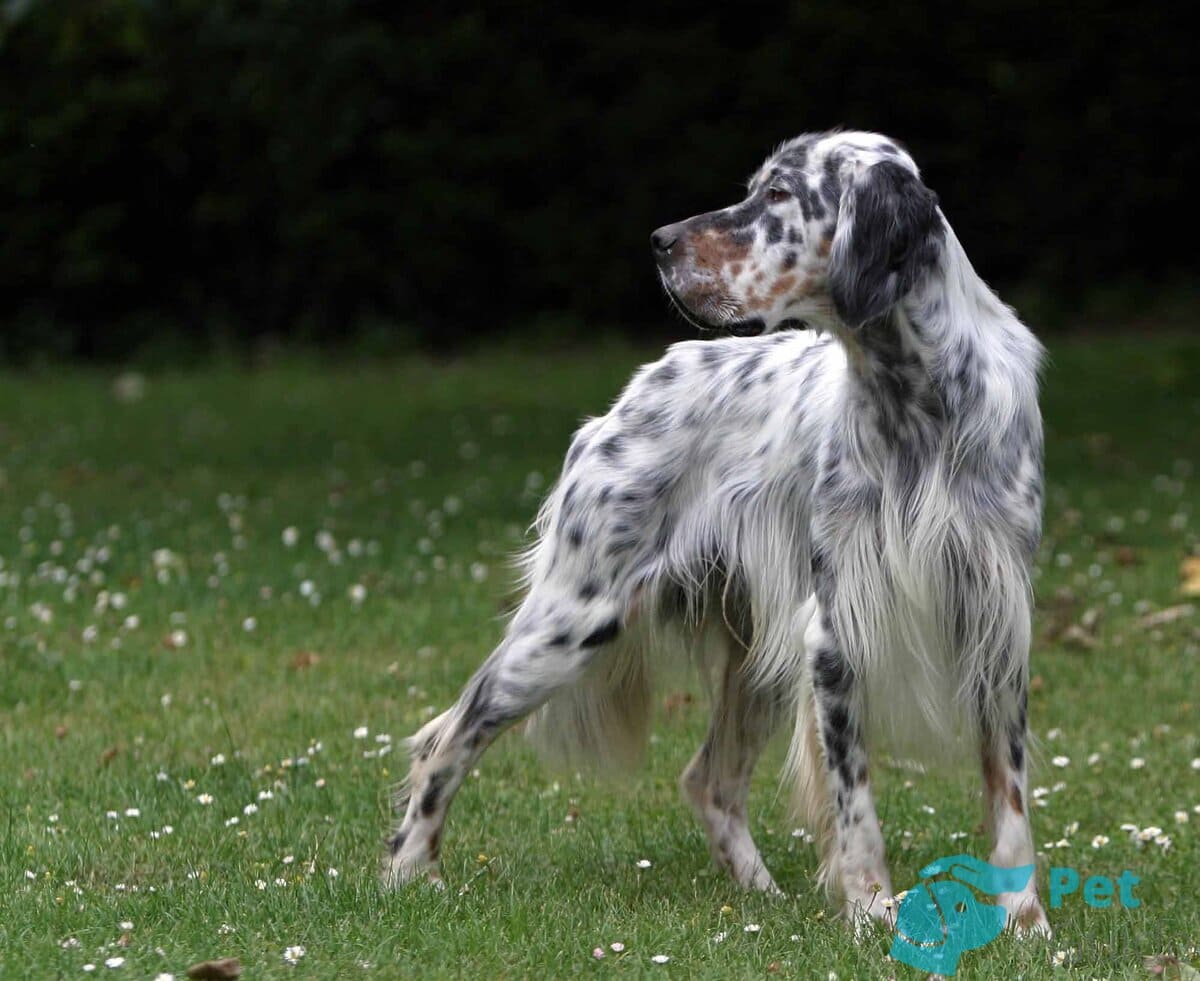 Шея английского сеттера Шея английского сеттера